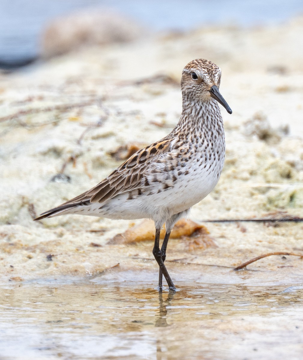 White-rumped Sandpiper - ML637230613