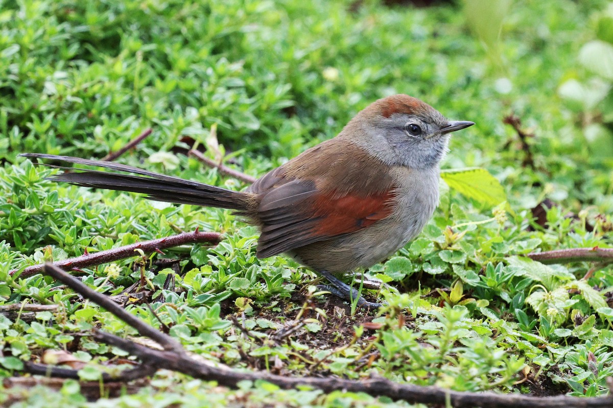 Silvery-throated Spinetail - ML637230619