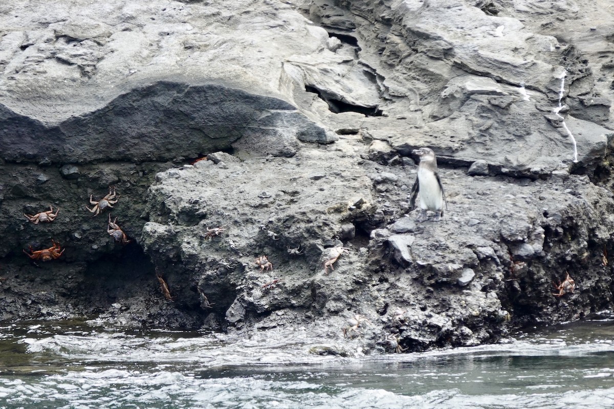 Galapagos Penguin - ML637230652