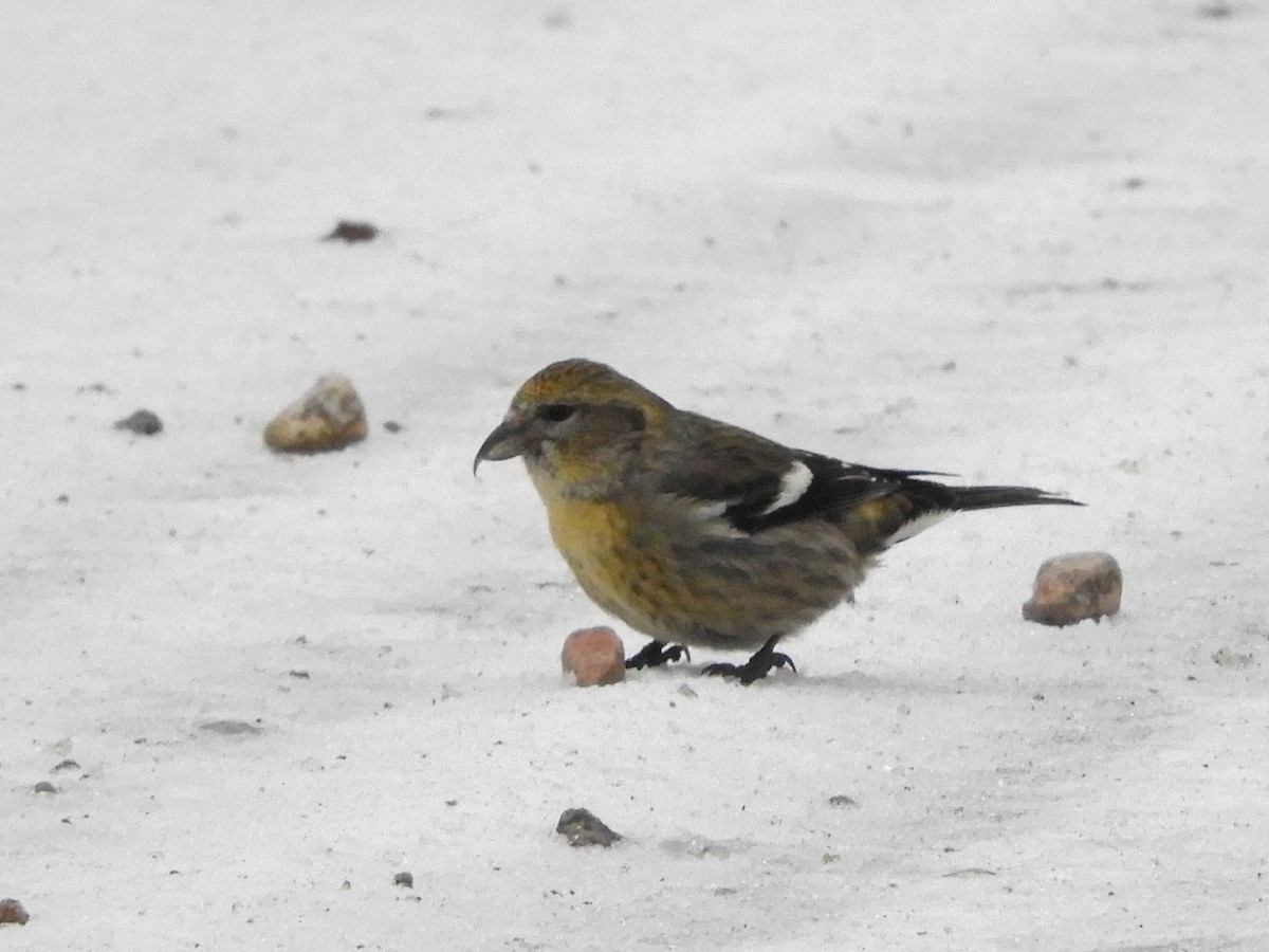 White-winged Crossbill - ML637230670