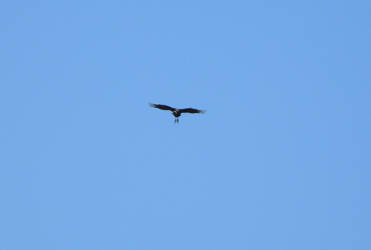 Black Vulture - ML637230683