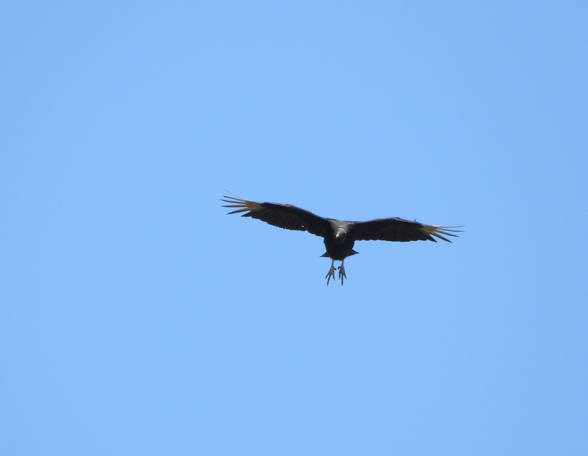 Black Vulture - ML637230684