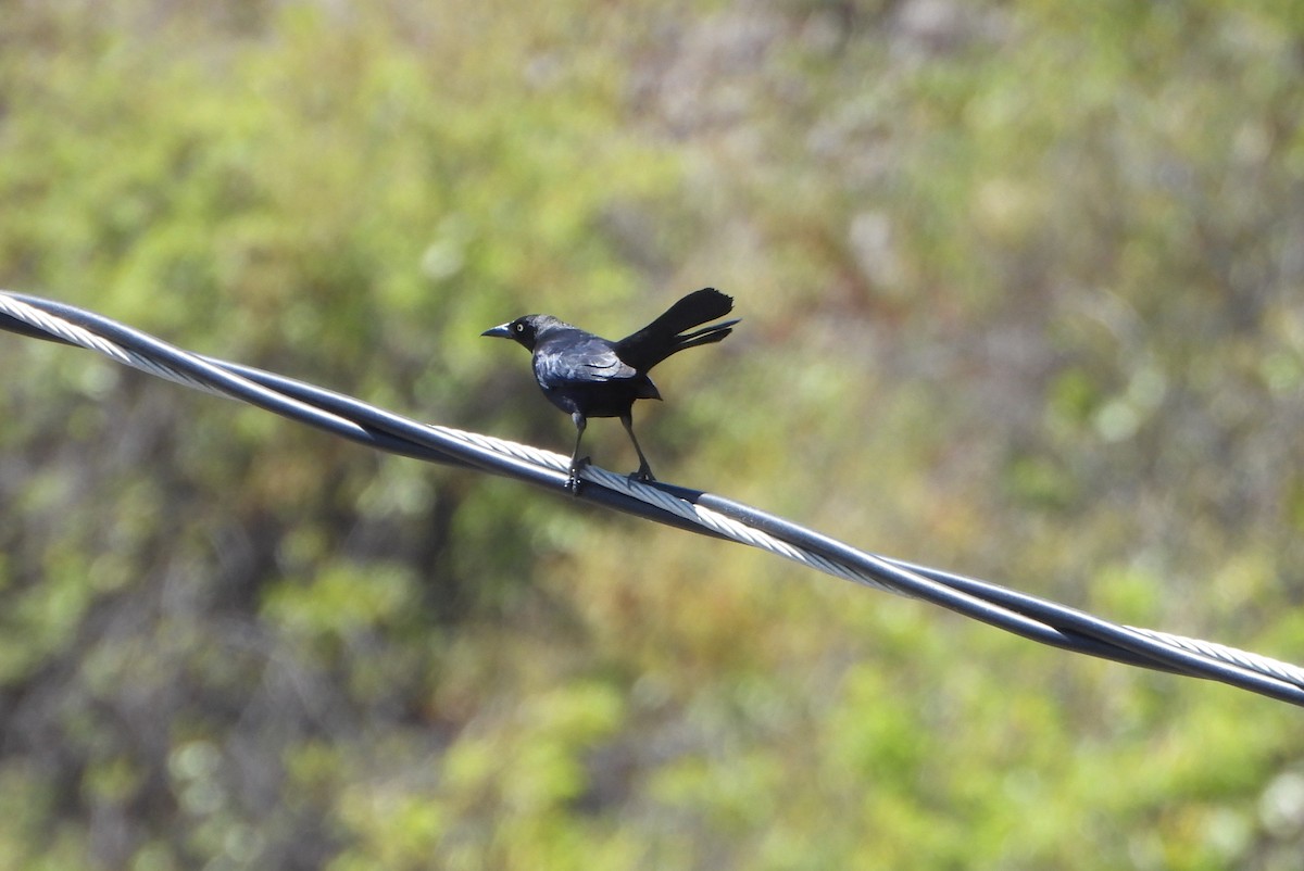 Carib Grackle - ML637230697