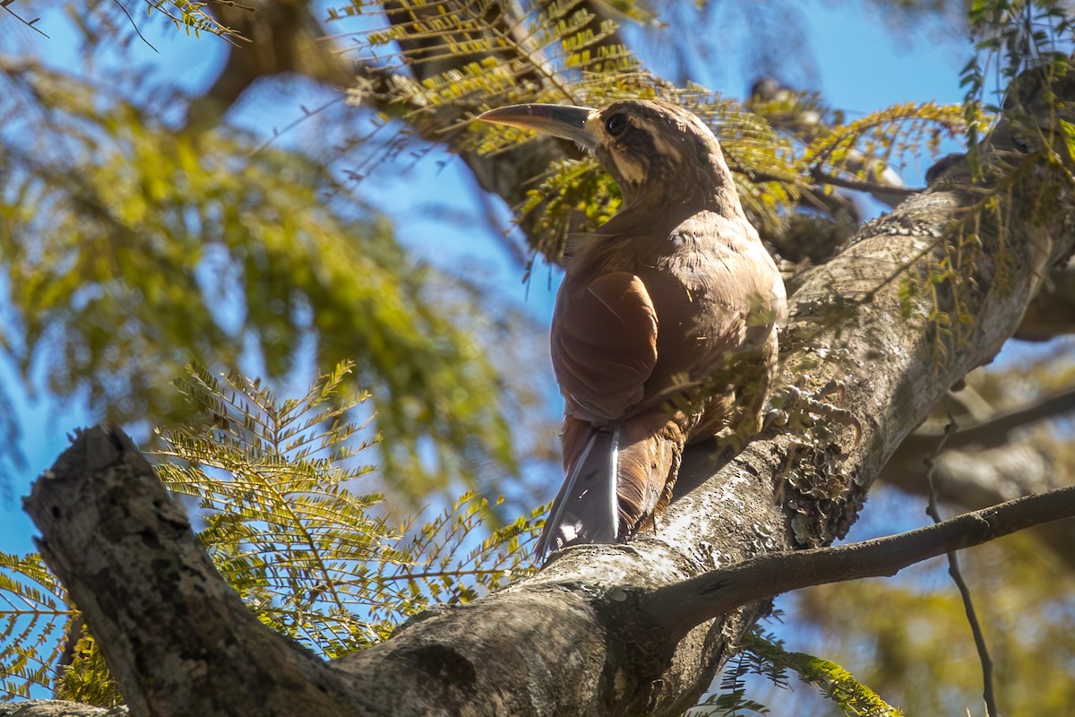Moustached Woodcreeper - ML637230720