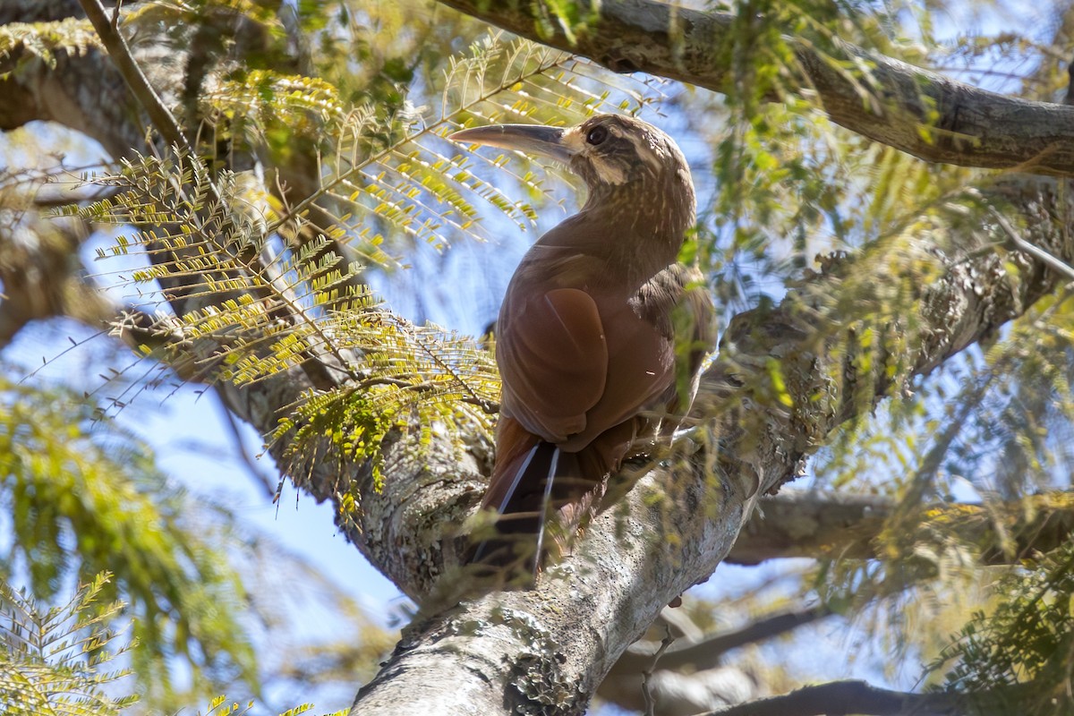 Moustached Woodcreeper - ML637230723