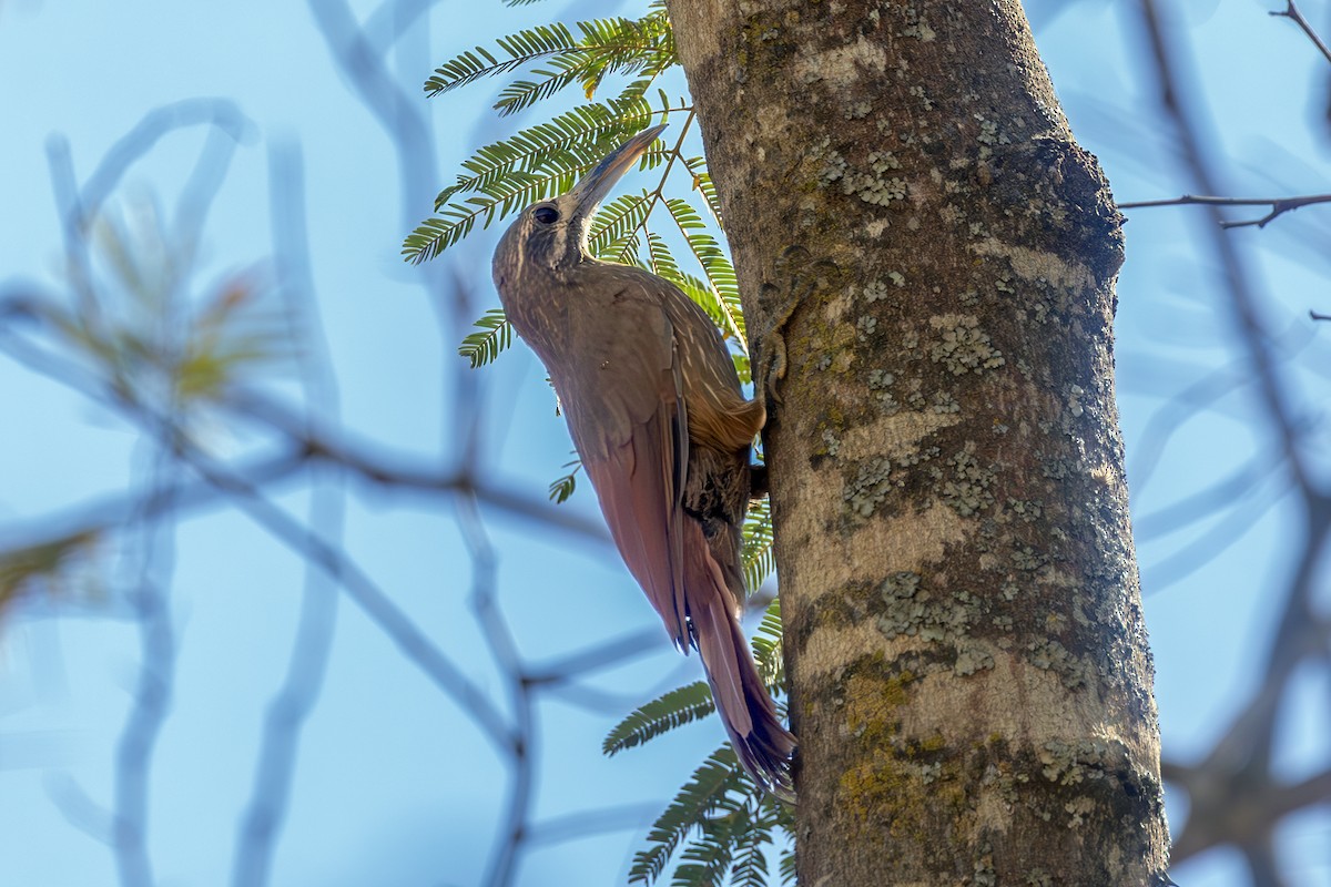Moustached Woodcreeper - ML637230724