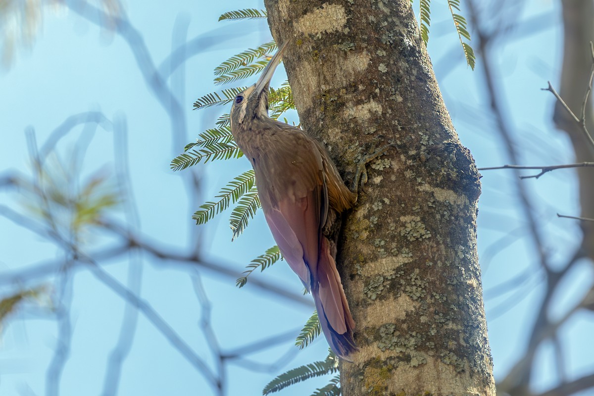 Moustached Woodcreeper - ML637230725
