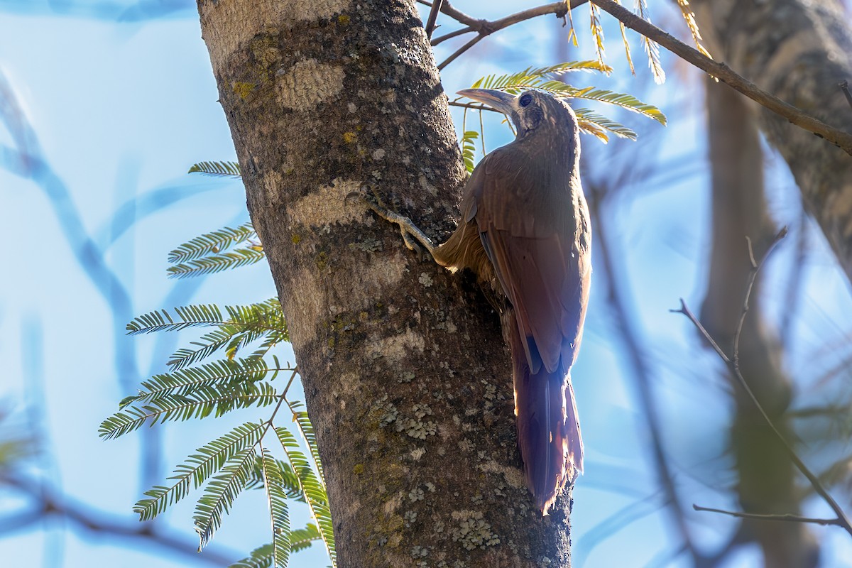 Moustached Woodcreeper - ML637230726