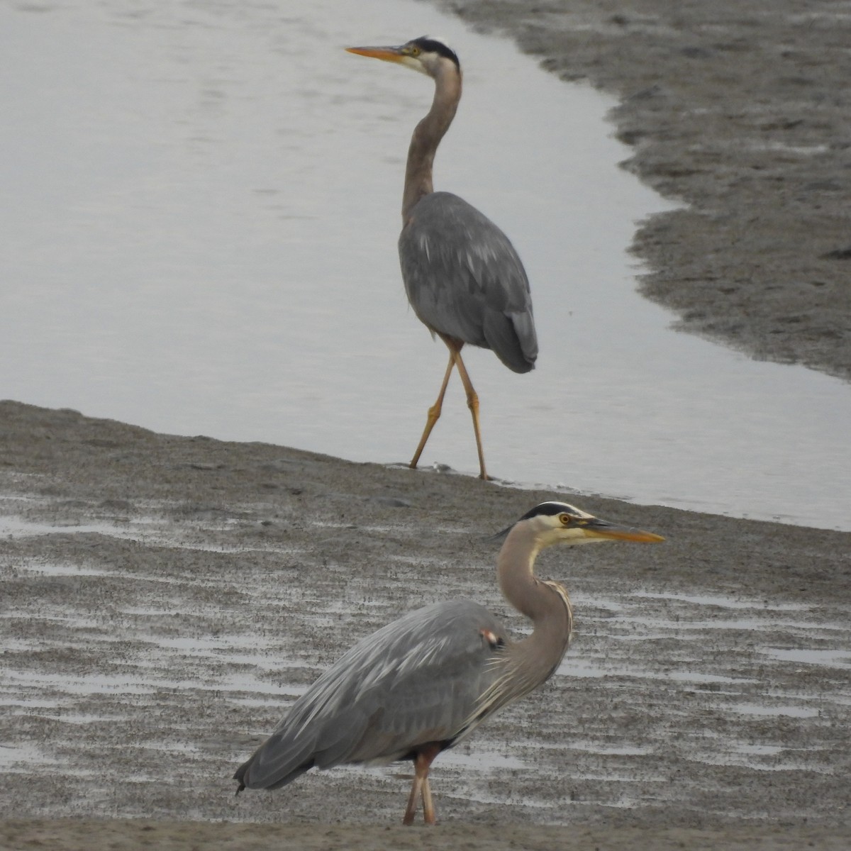 Great Blue Heron - ML637230793