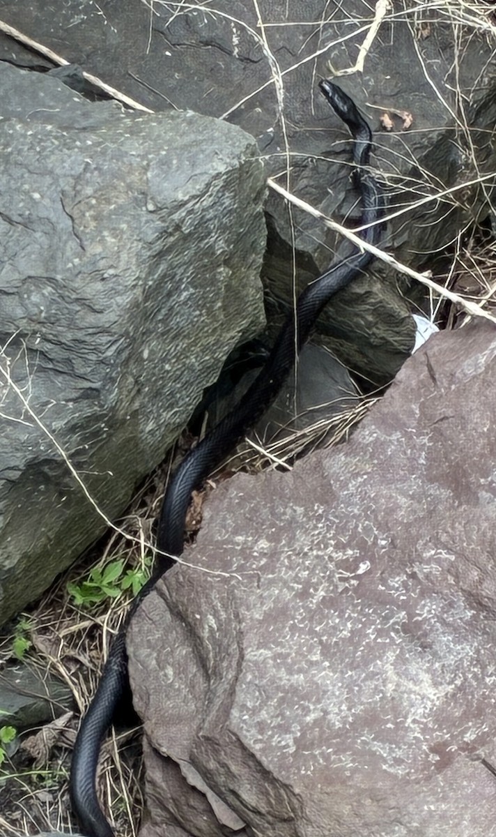 Eastern Ratsnake - ML637230856