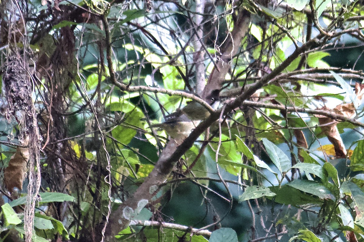 Yuhina Bigotuda - ML637230864