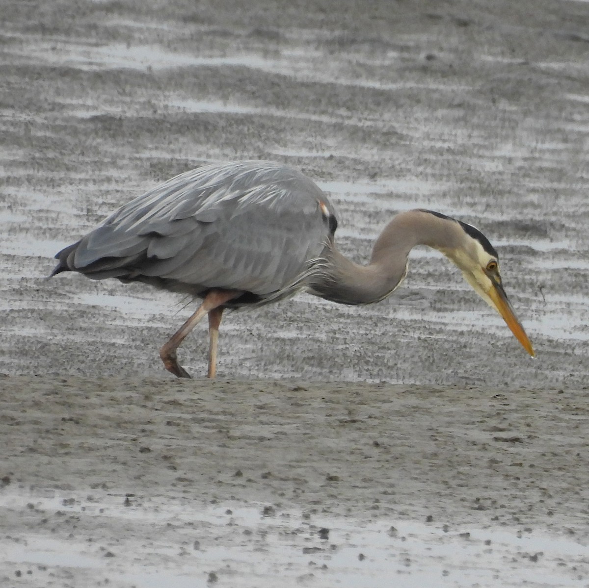 Great Blue Heron - ML637230870