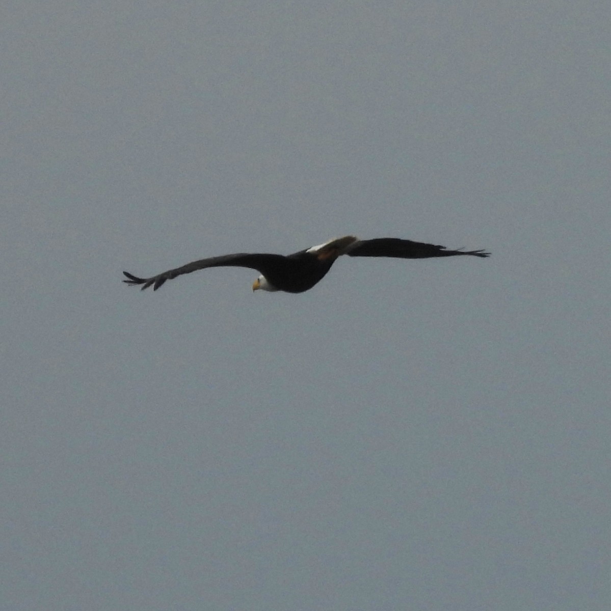 Bald Eagle - ML637230885