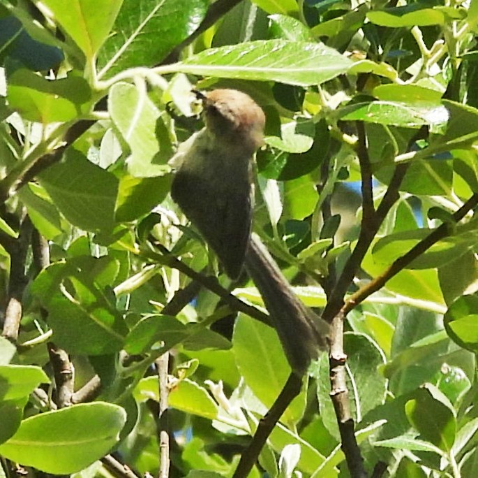 Bushtit (Pacific) - ML637230944