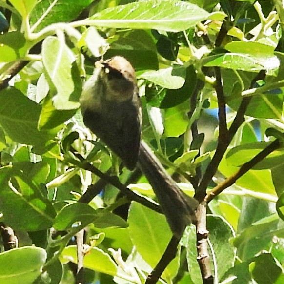 Bushtit (Pacific) - ML637230970