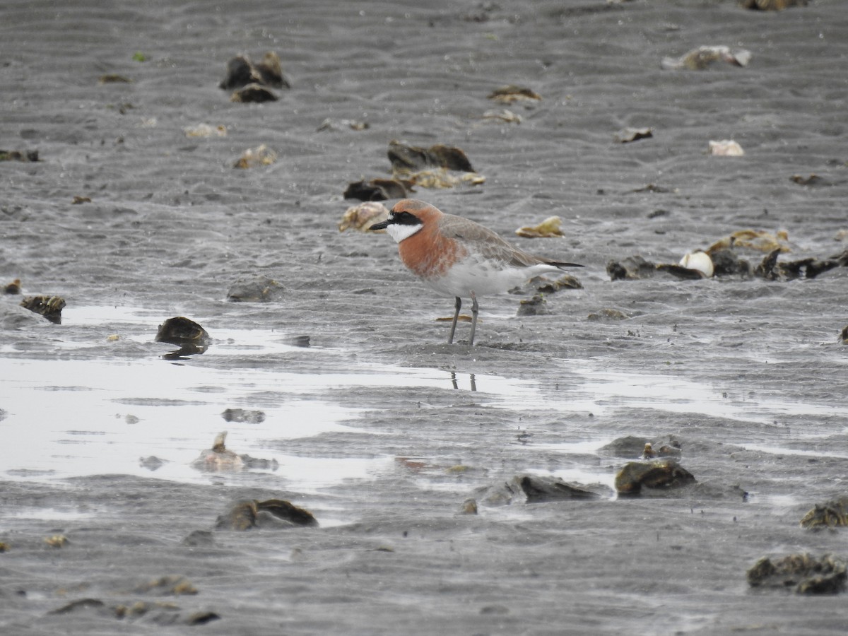 Siberian Sand-Plover - ML637231023