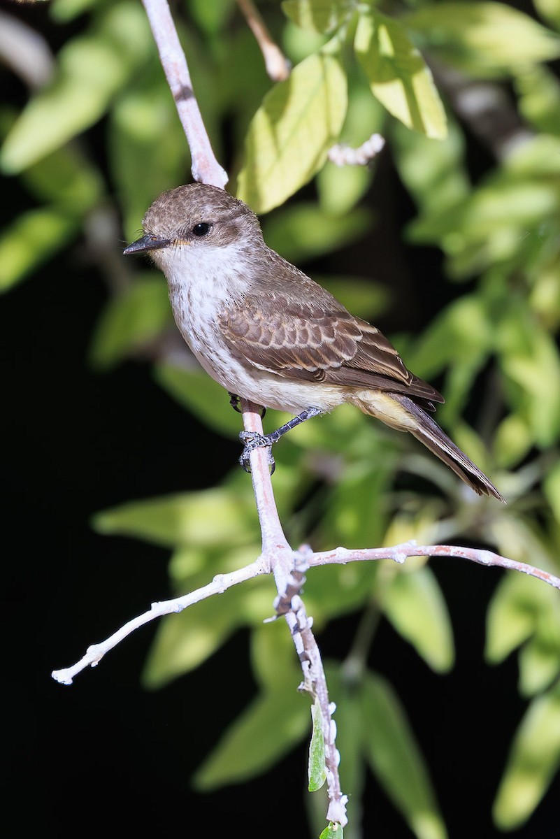 Vermilion Flycatcher - ML637231116