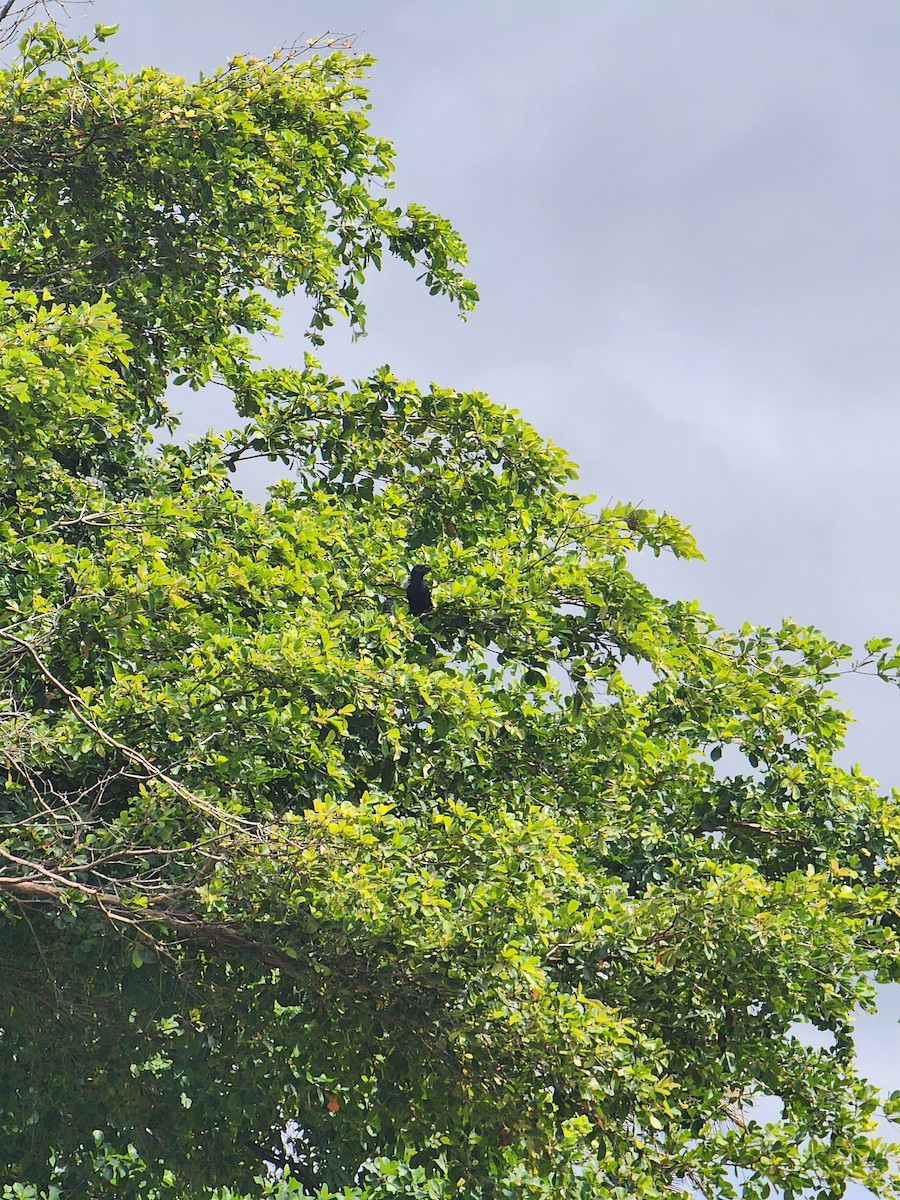 Smooth-billed Ani - ML637231138