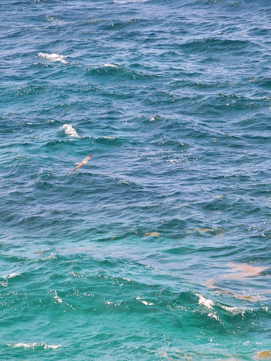 Bridled Tern - ML637231154