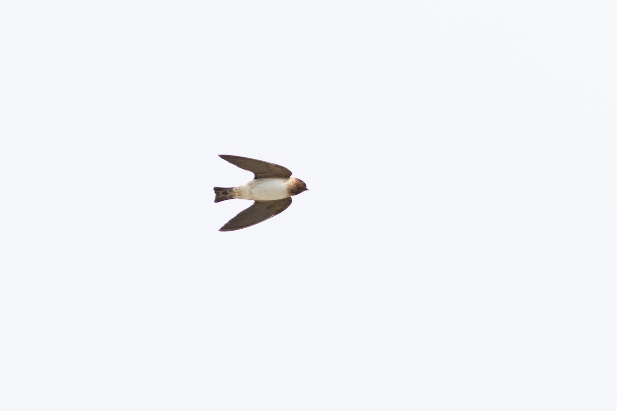 Cliff Swallow - ML637231296