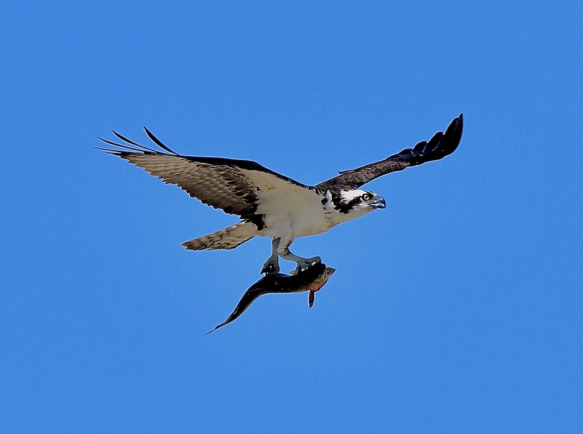 ミサゴ（carolinensis） - ML637231381