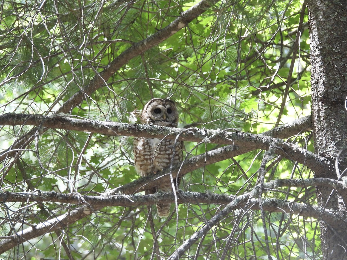Spotted Owl (Mexican) - ML637231384