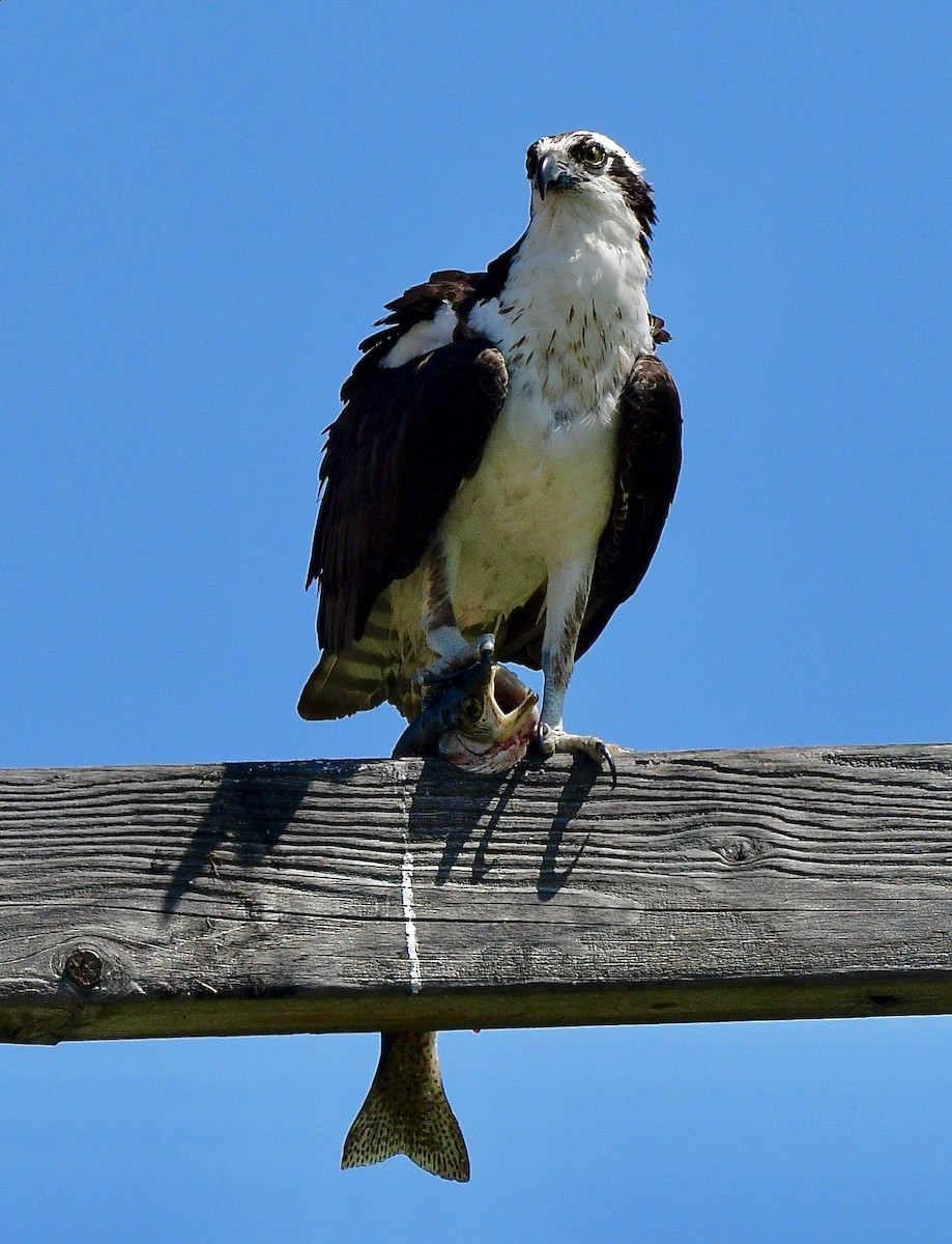 ミサゴ（carolinensis） - ML637231386