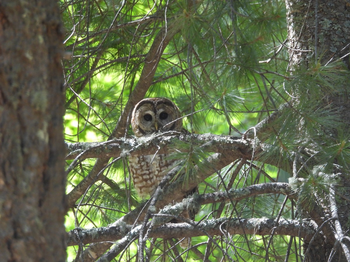 Spotted Owl (Mexican) - ML637231392