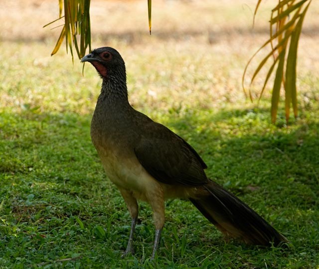 West Mexican Chachalaca - ML637231404