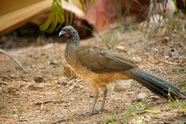West Mexican Chachalaca - ML637231405