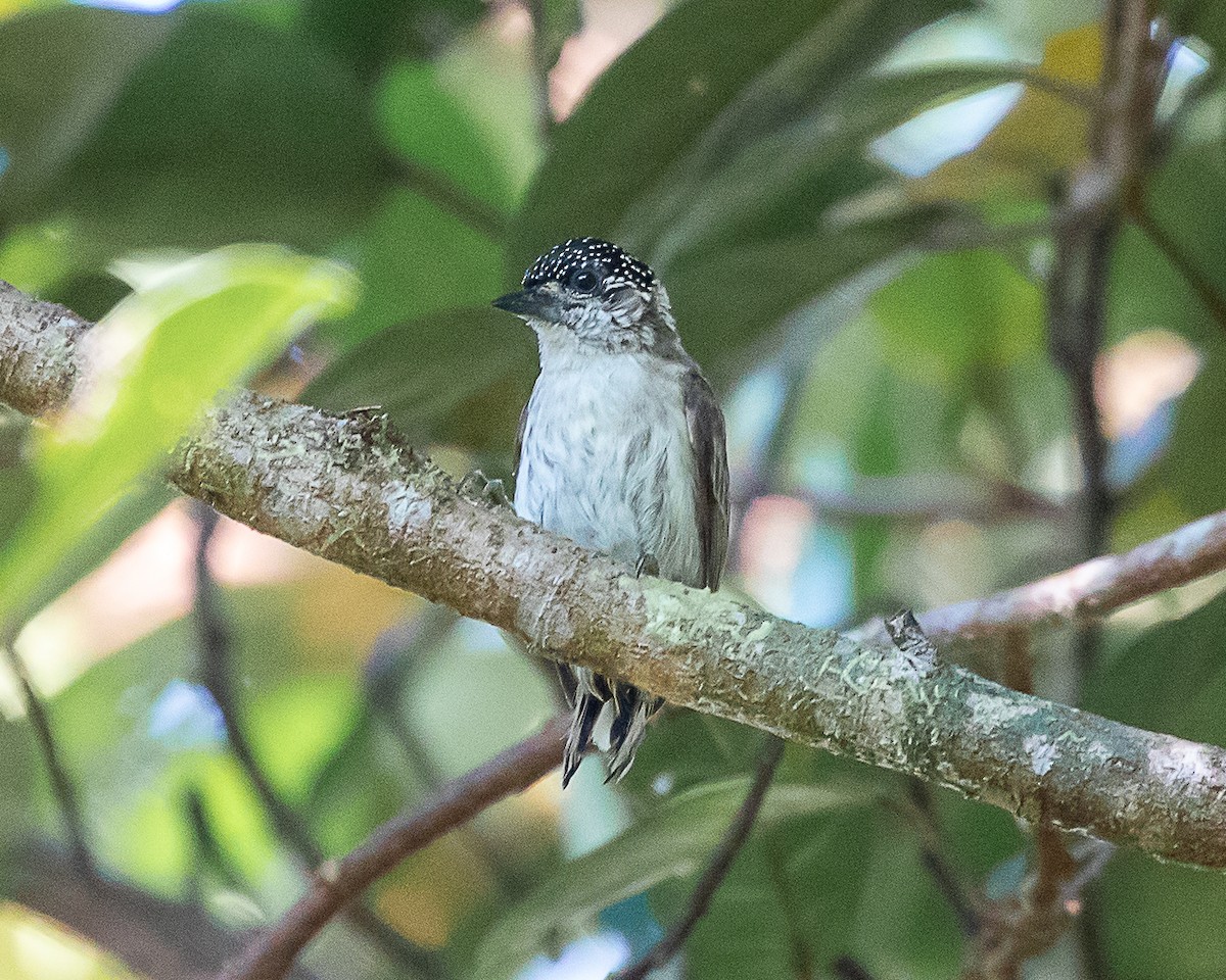 Grayish Piculet - ML637231419