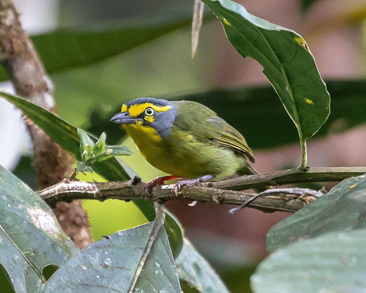Slaty-capped Shrike-Vireo - ML637231431