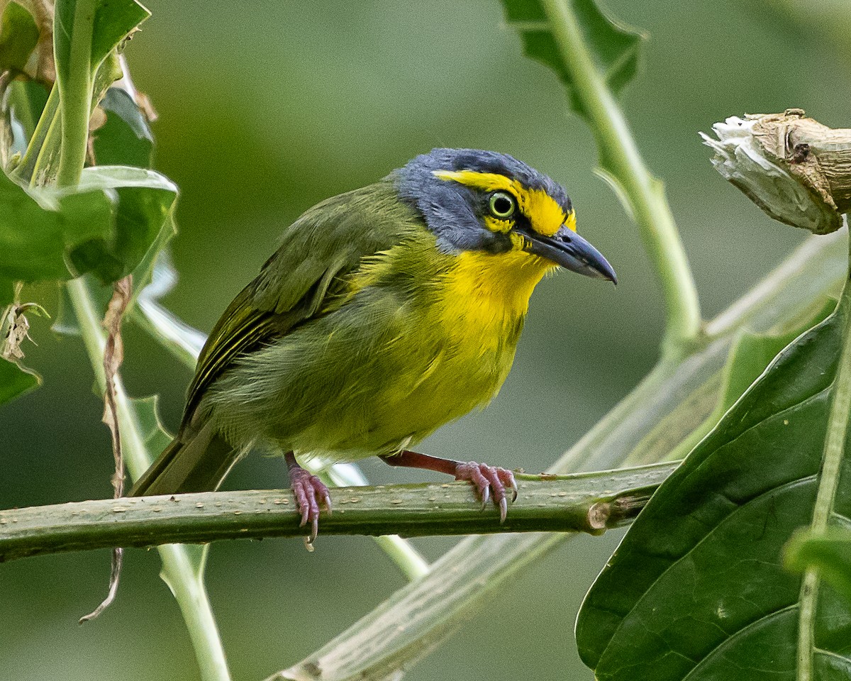 Slaty-capped Shrike-Vireo - ML637231432
