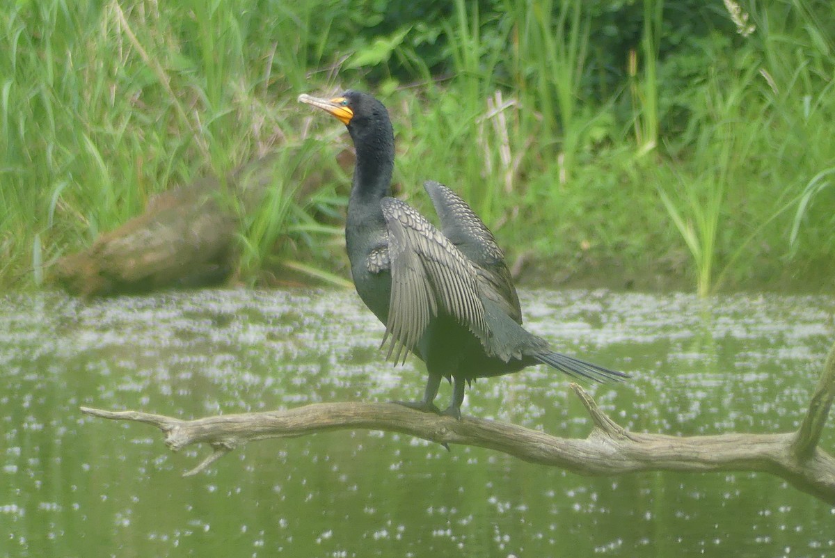 Double-crested Cormorant - ML637231460