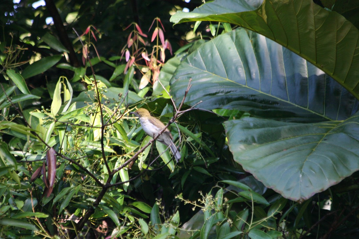 Streaked Bulbul - ML637231494