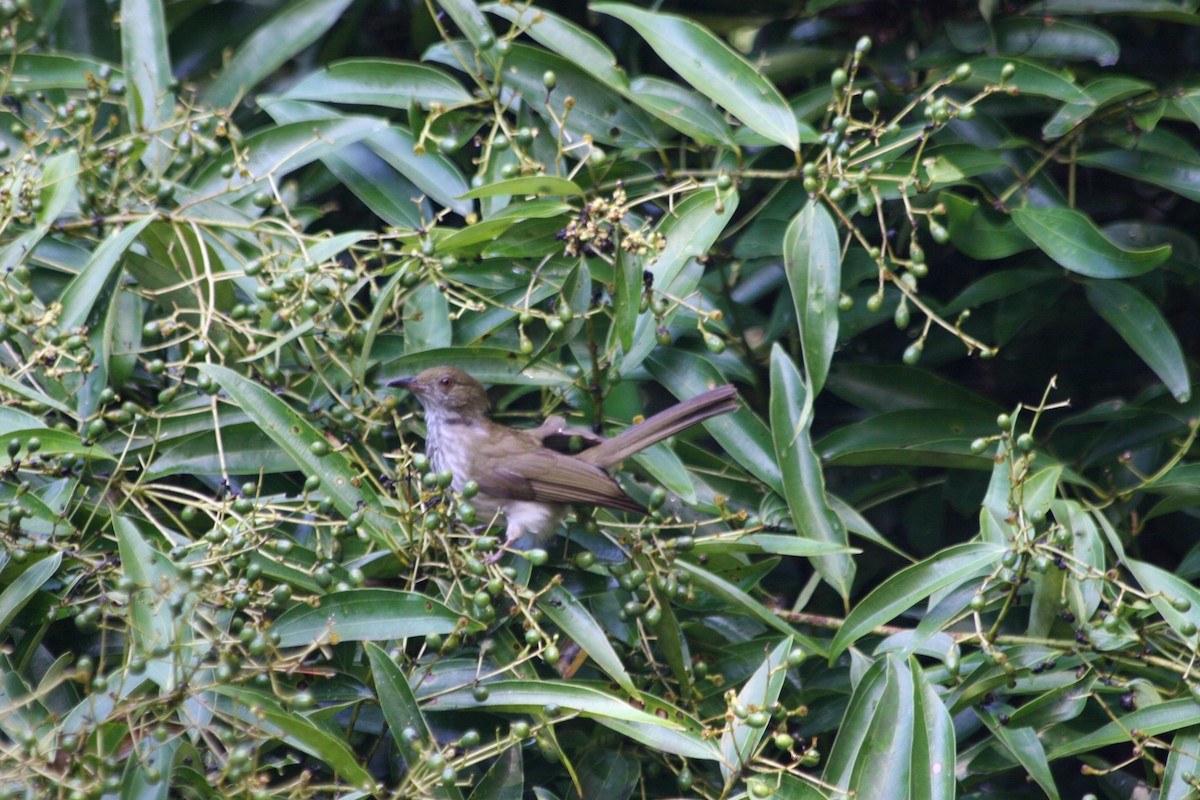 Streaked Bulbul - ML637231495