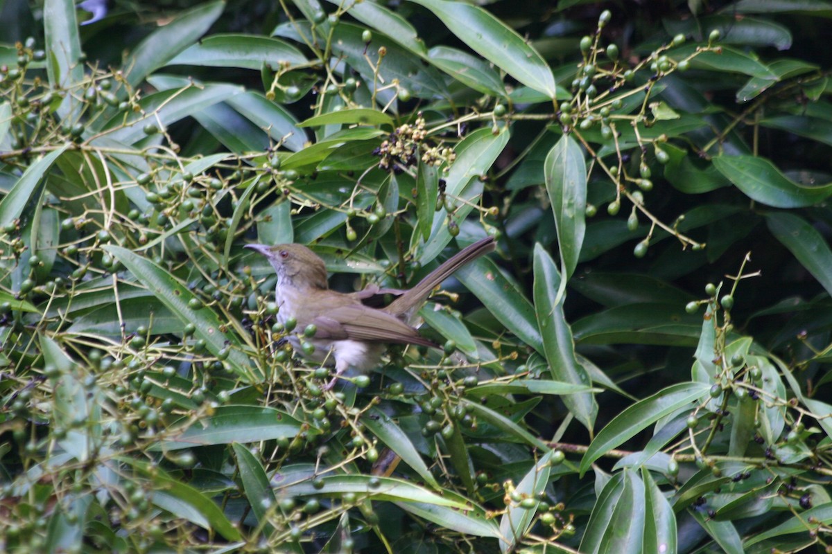 Streaked Bulbul - ML637231496