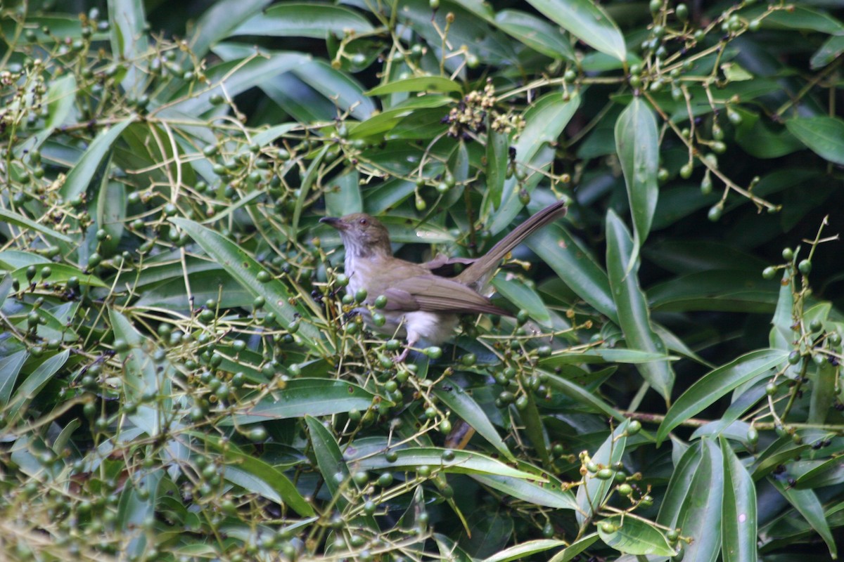 Streaked Bulbul - ML637231497