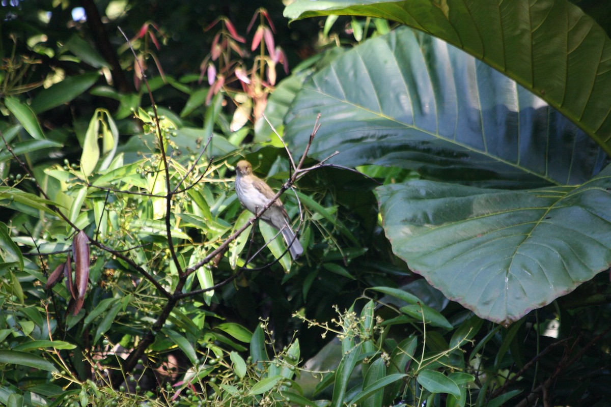 Streaked Bulbul - ML637231498