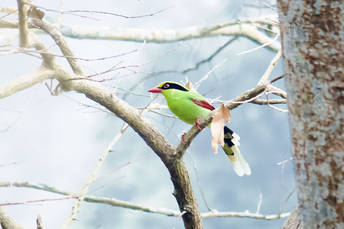 Common Green-Magpie - ML637231502