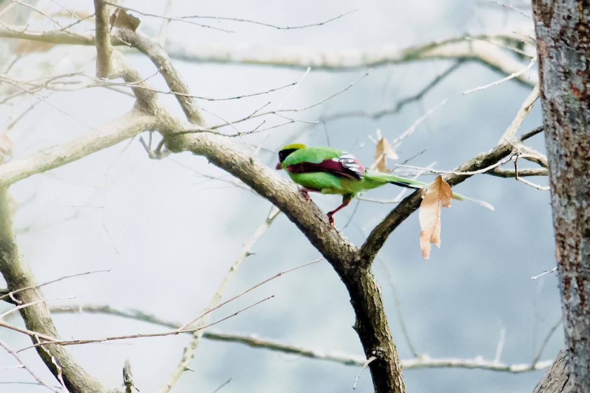 Common Green-Magpie - ML637231527