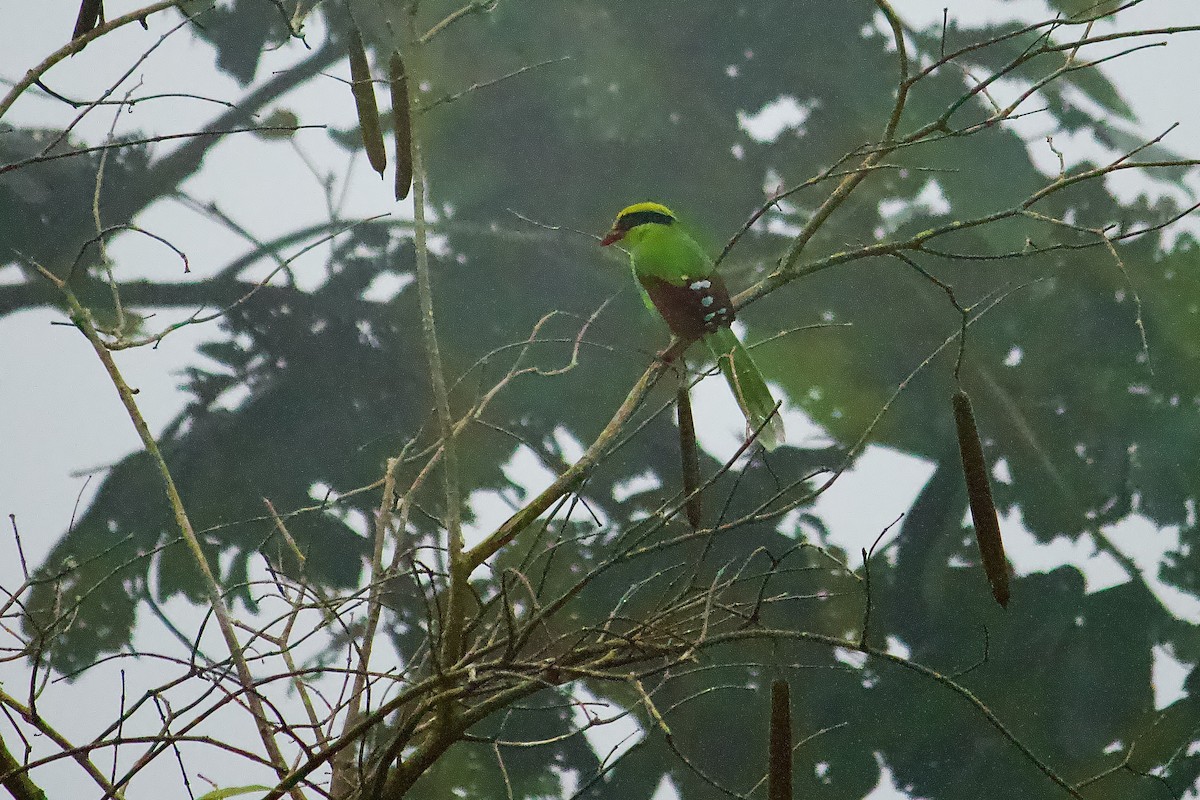 Common Green-Magpie - ML637231528