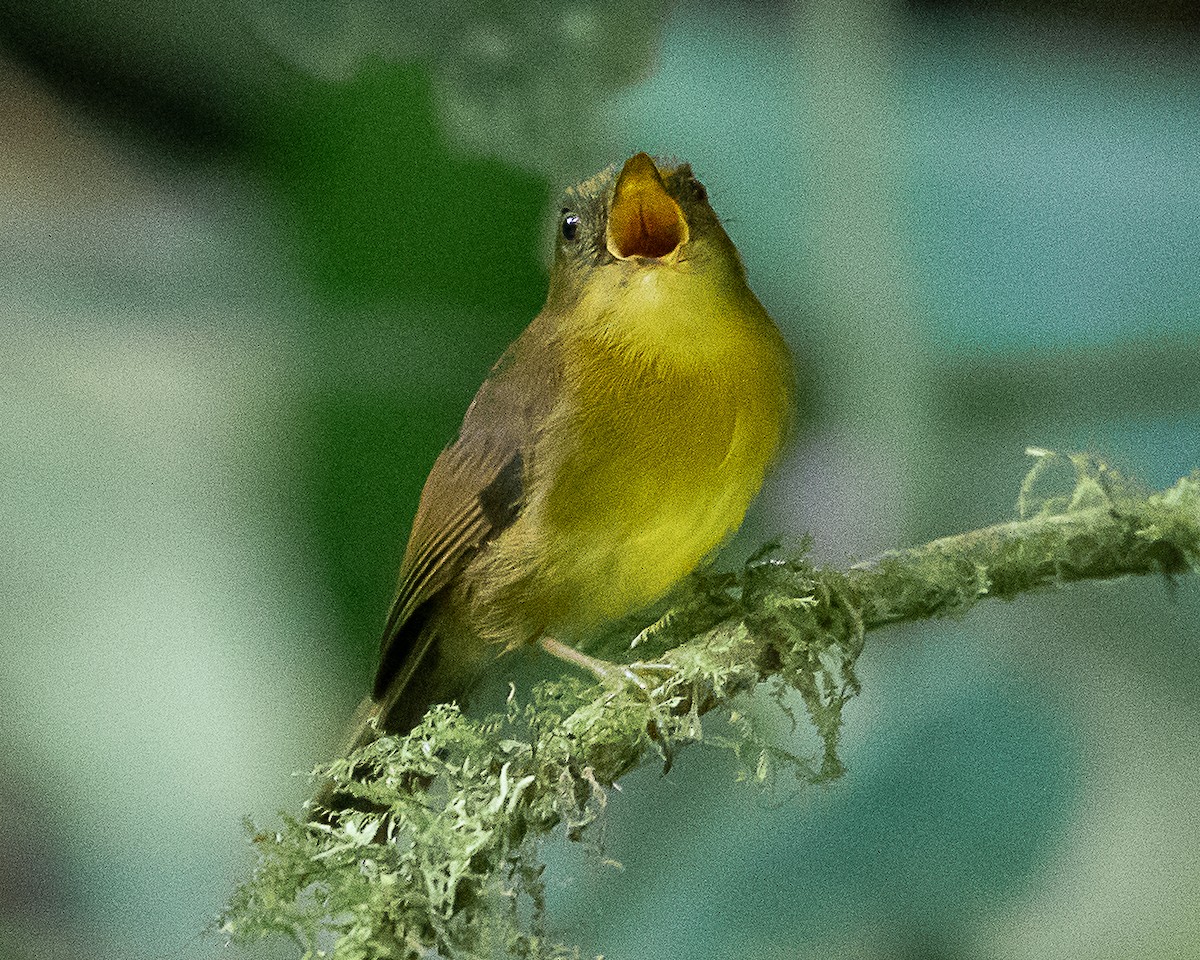 Bronze-olive Pygmy-Tyrant - ML637231535
