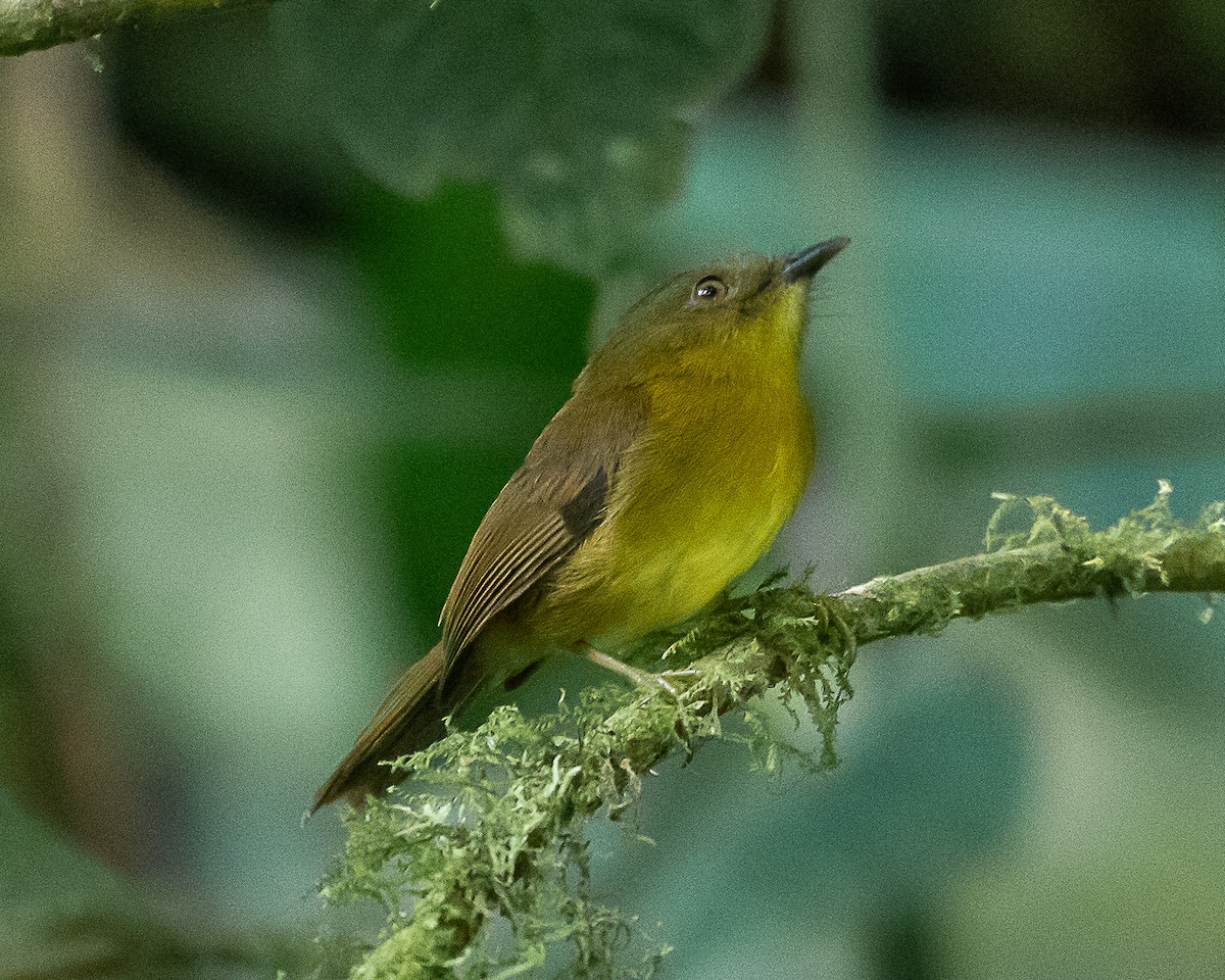 Bronze-olive Pygmy-Tyrant - ML637231536