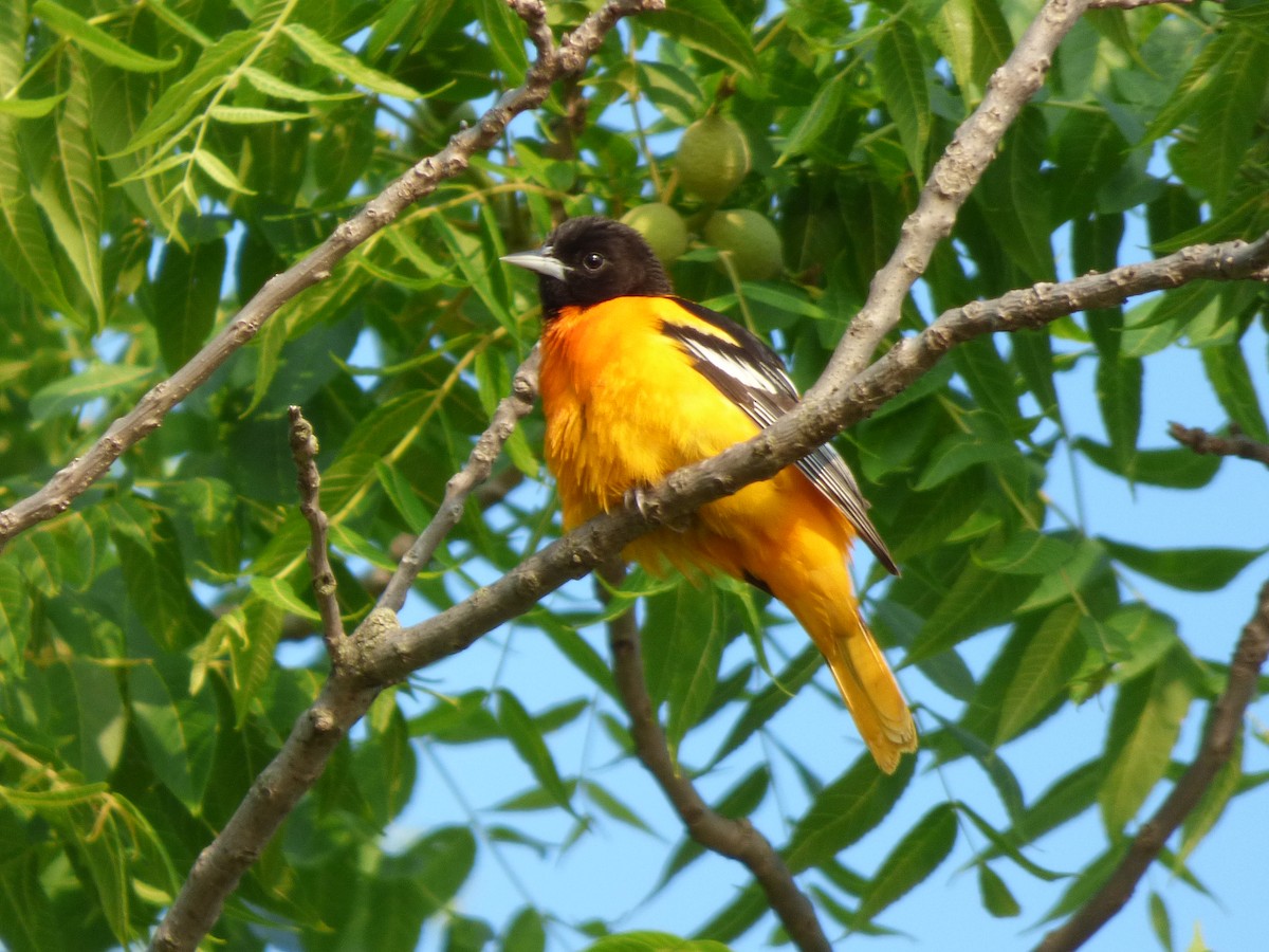 Baltimore Oriole - ML637231671