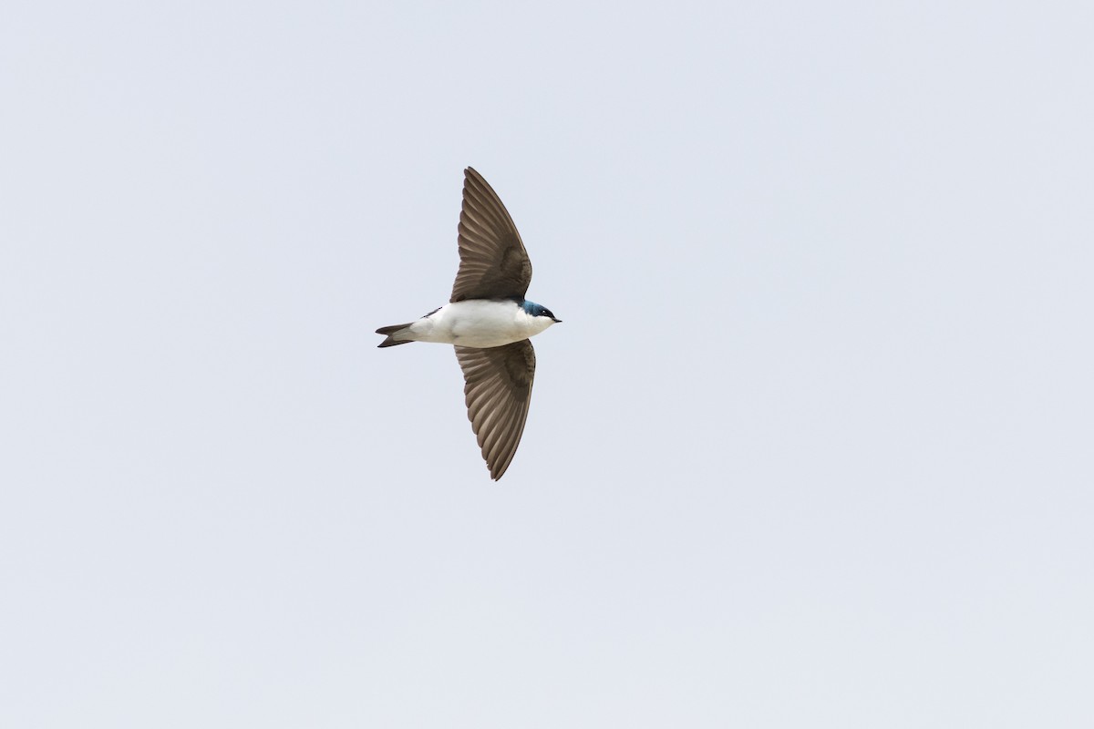 Tree Swallow - ML637231689
