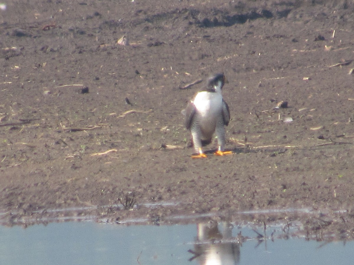 Peregrine Falcon - ML637231761