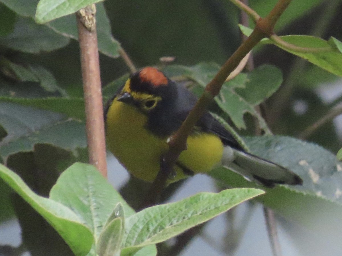 Spectacled Redstart - ML637231782