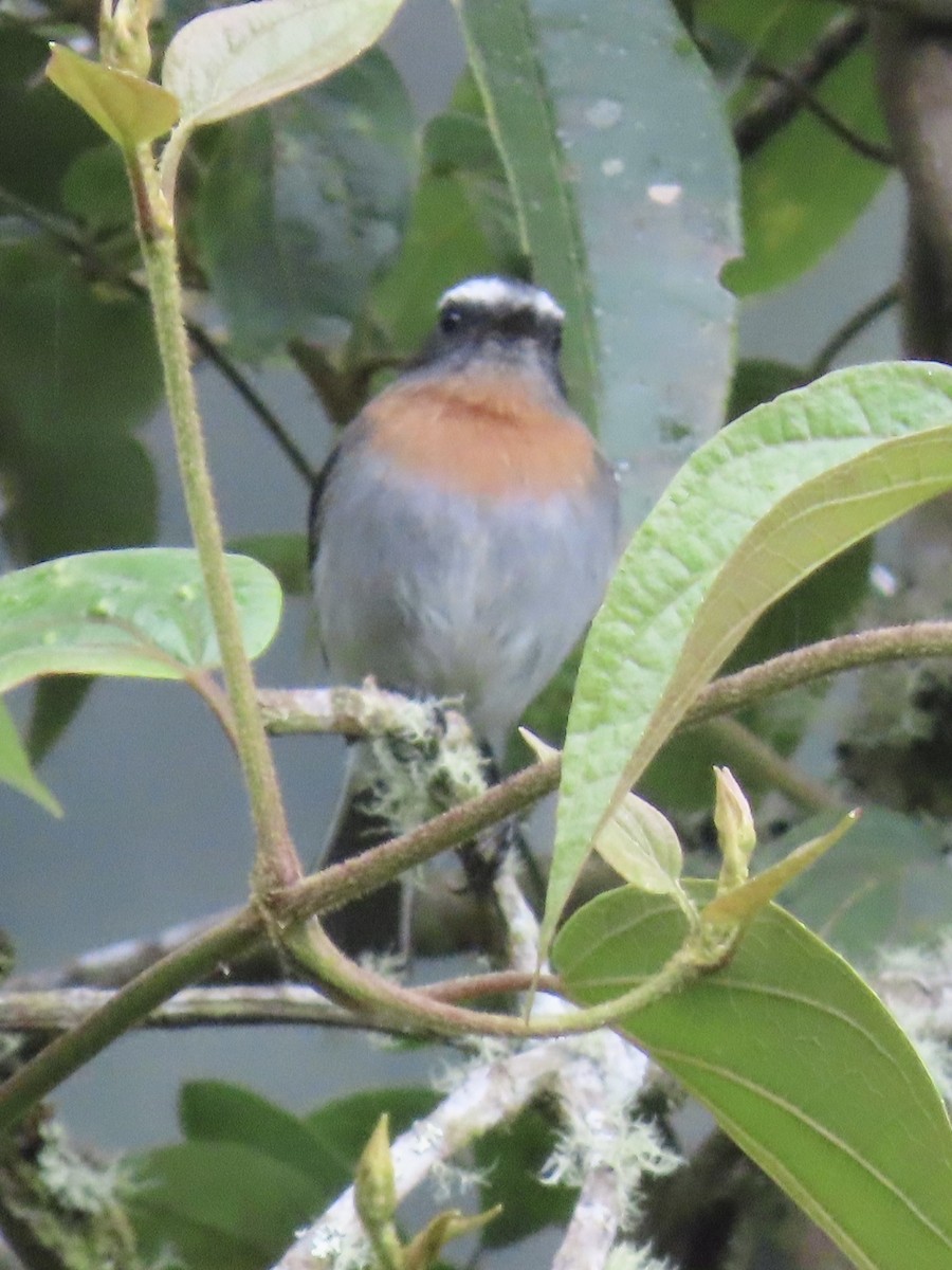 Rufous-breasted Chat-Tyrant - ML637231802