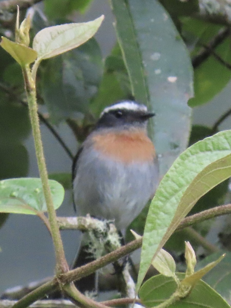 Rufous-breasted Chat-Tyrant - ML637231803